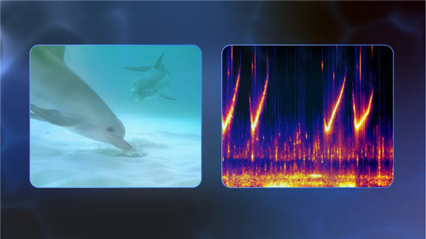 能理解海豚声音！谷歌开发全新AI模型DolphinGemma(图2)