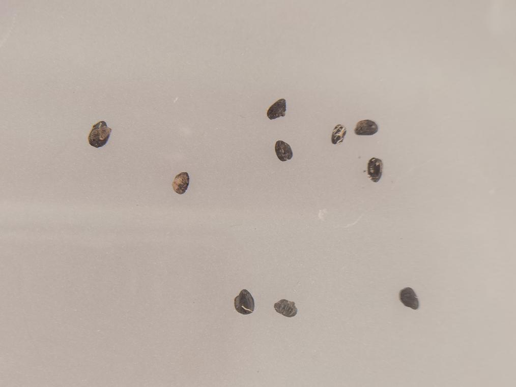 数字化技术让中国古文明焕发崭新生命力(图1)