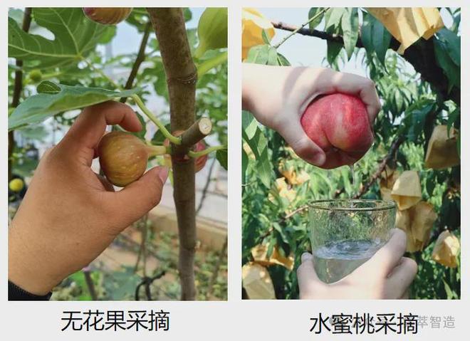 焊得了钢、摘得好果、陪得了老！具身智能正让机器人“超进化”(图4)